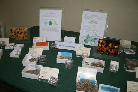 mostra micologica anno 2010 - 4